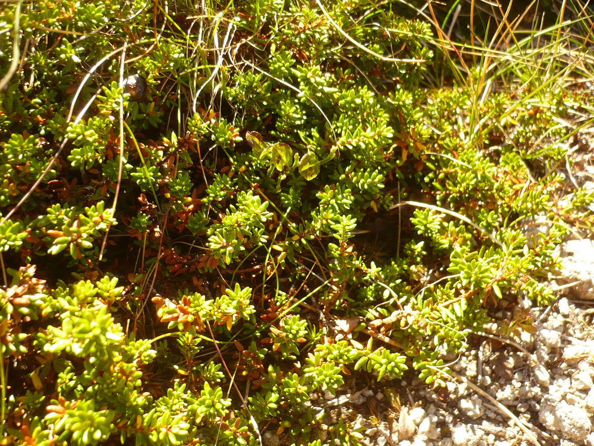 Empetrum nigrum subsp. hermaphroditum (Ericaceae)